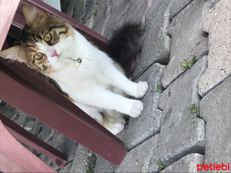 Tekir Kedi, Kedi  Sasha fotoğrafı