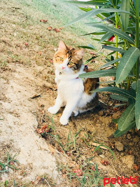 Tekir Kedi, Kedi  Sasha fotoğrafı