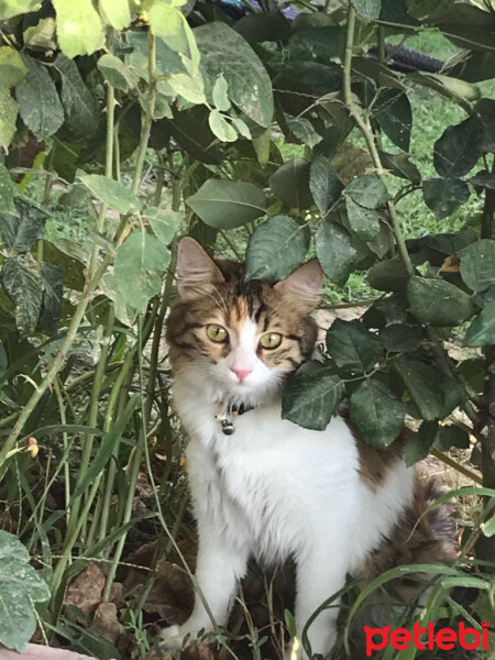 Tekir Kedi, Kedi  Sasha fotoğrafı