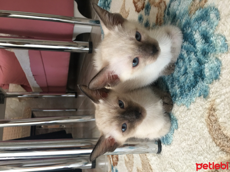 Siyam Kedisi, Kedi  İsmi Şuan Yok fotoğrafı