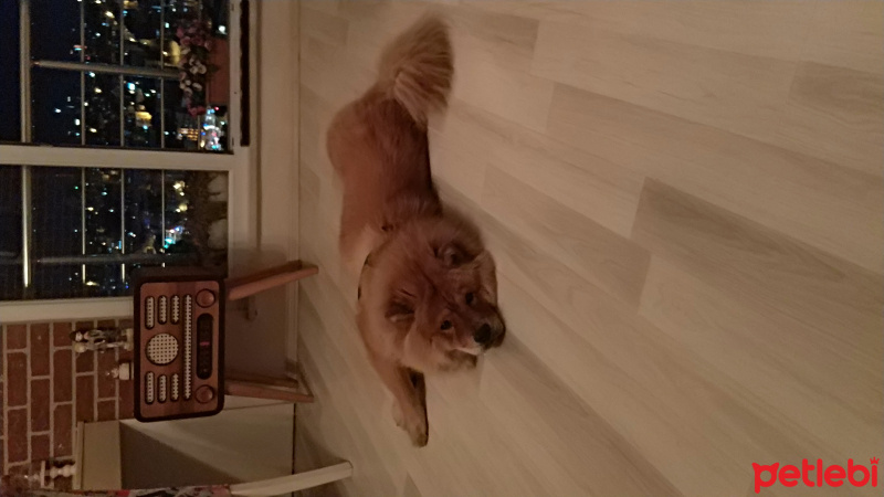 Chow Chow (çin Aslanı), Köpek  Gizmo fotoğrafı
