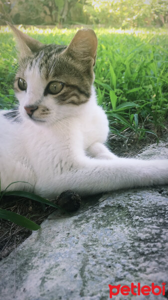 Tekir Kedi, Kedi  Umut fotoğrafı