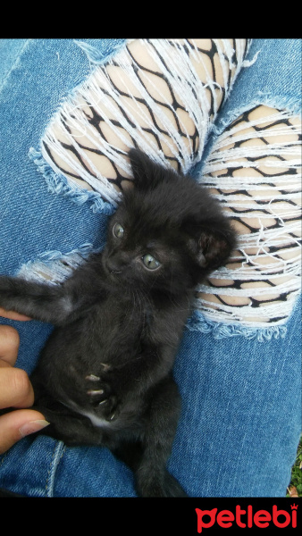 Tekir Kedi, Kedi  küçük patron fotoğrafı