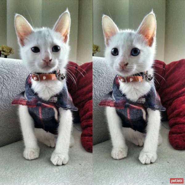 Van Kedisi, Kedi  Maya fotoğrafı