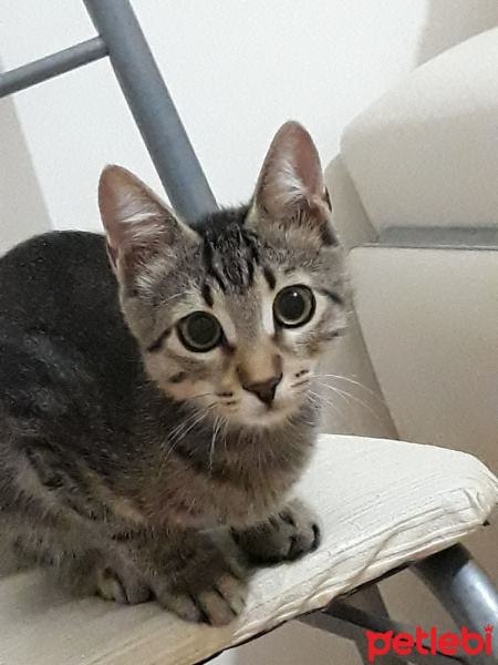 Tekir Kedi, Kedi  Taycan fotoğrafı