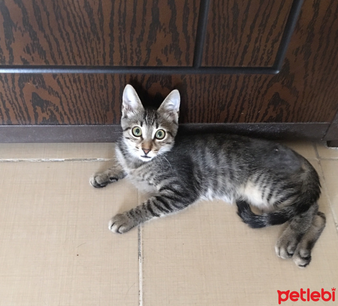 Tekir Kedi, Kedi  Taycan fotoğrafı