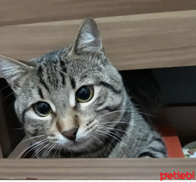 Tekir Kedi, Kedi  Taycan fotoğrafı