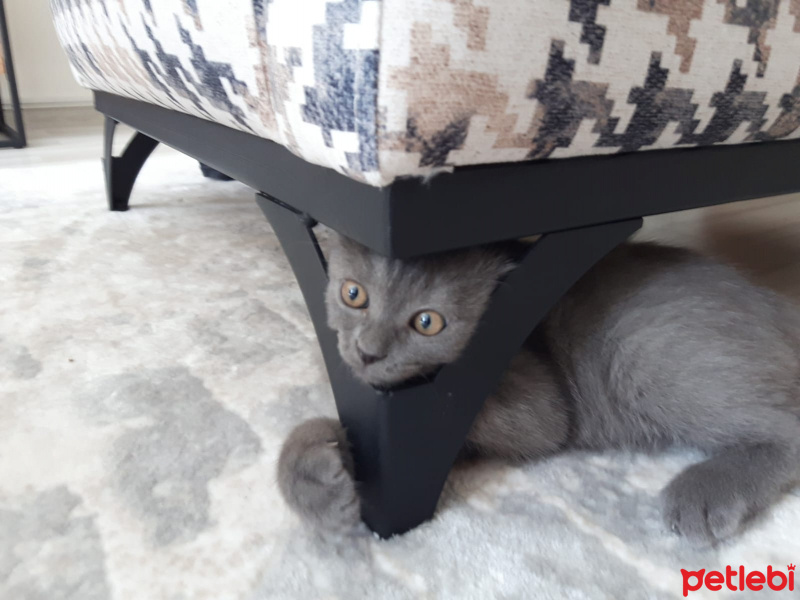 British Shorthair, Kedi  Paşa fotoğrafı