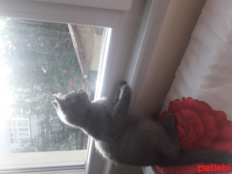 British Shorthair, Kedi  Paşa fotoğrafı