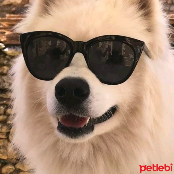 Amerikan Eskimo, Köpek  Seniyor (sinyor) fotoğrafı