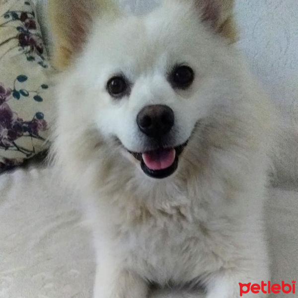 Amerikan Eskimo, Köpek  Seniyor (sinyor) fotoğrafı