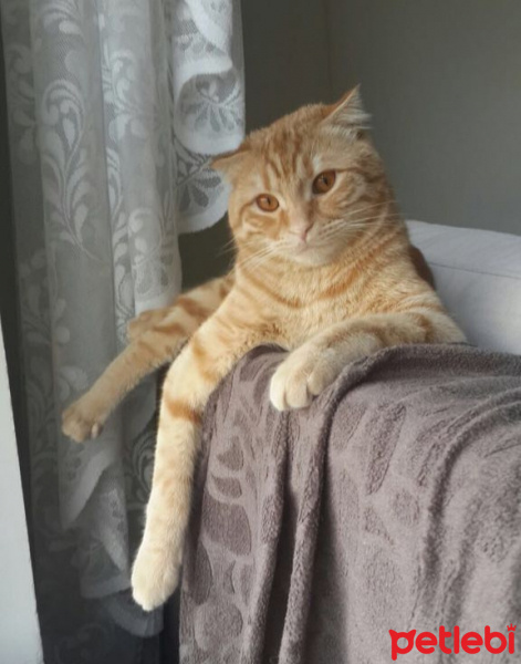 Scottish Fold, Kedi  Sherlock fotoğrafı