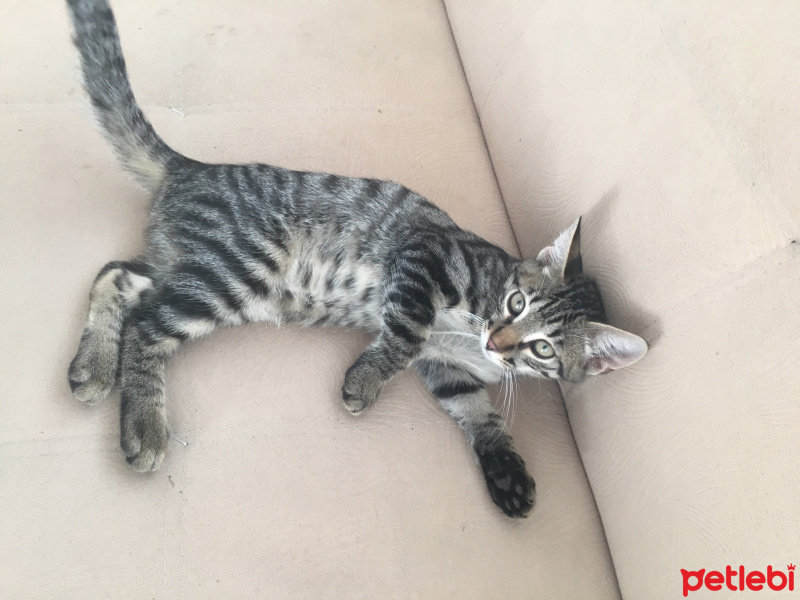 Tekir Kedi, Kedi  Panço fotoğrafı