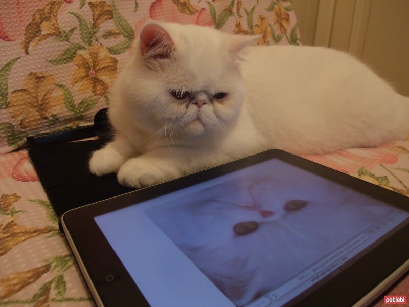 Exotic Shorthair, Kedi  Reis fotoğrafı