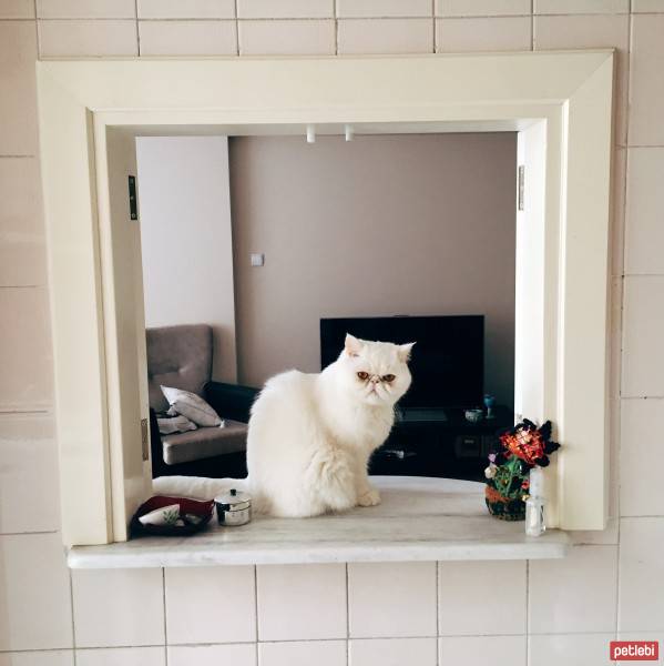 Exotic Shorthair, Kedi  Reis fotoğrafı