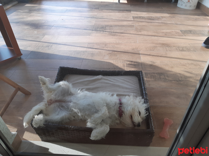 Maltese, Köpek  Poncik fotoğrafı