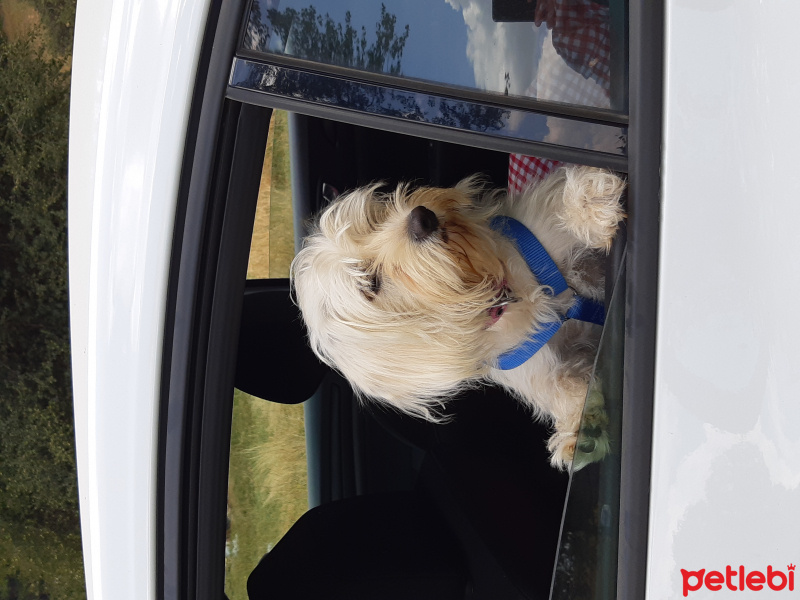 Maltese, Köpek  Poncik fotoğrafı
