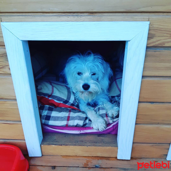 Maltese, Köpek  Poncik fotoğrafı