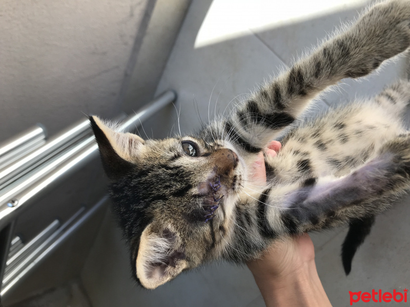 Tekir Kedi, Kedi  Gölge fotoğrafı