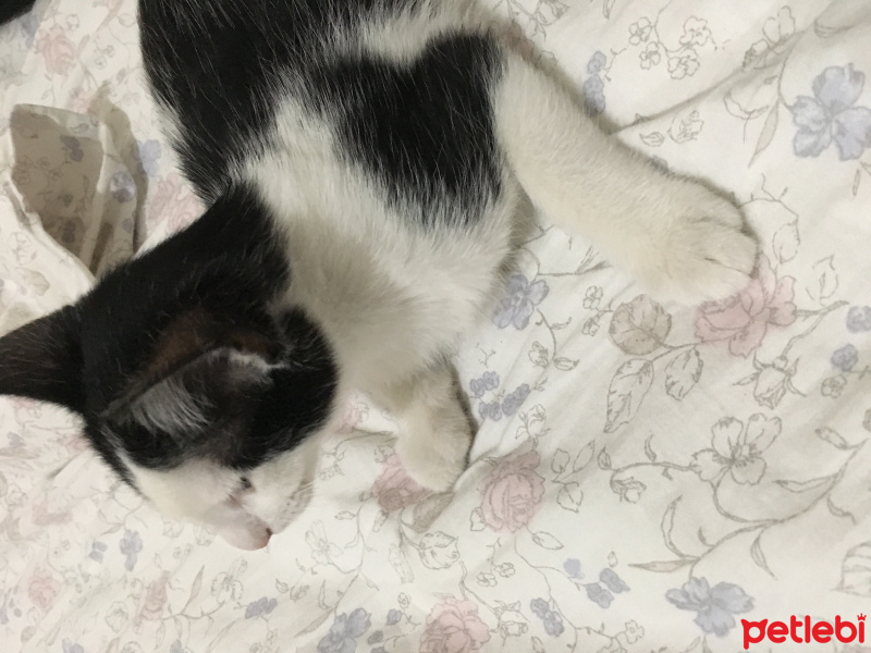 Tekir Kedi, Kedi  Karamel fotoğrafı