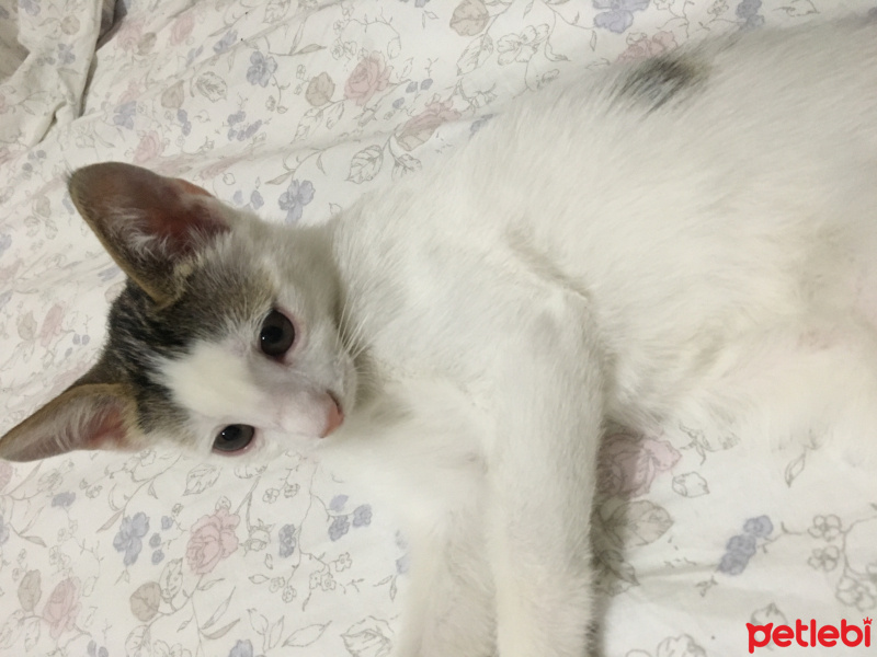 Tekir Kedi, Kedi  Dondurma fotoğrafı