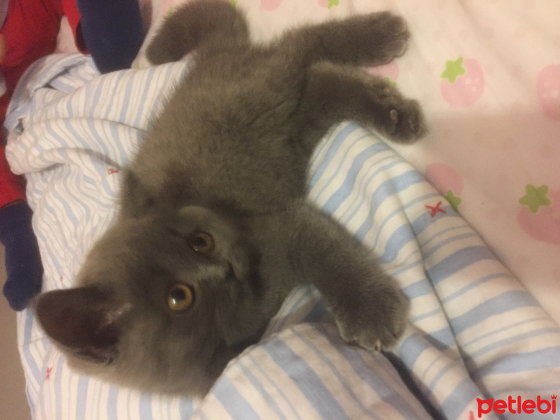British Shorthair, Kedi  Yumak fotoğrafı