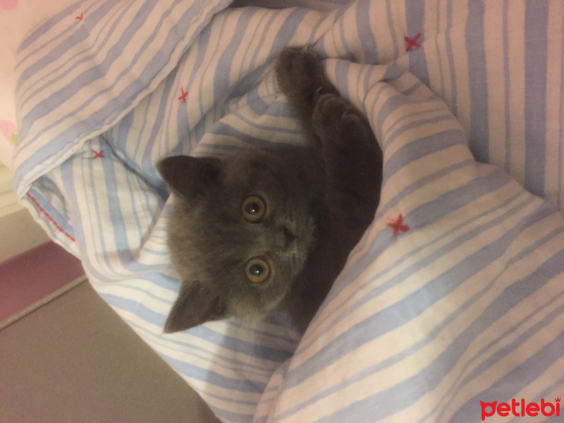 British Shorthair, Kedi  Yumak fotoğrafı