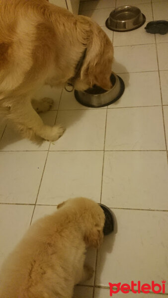 Golden Retriever, Köpek  Çakıl fotoğrafı