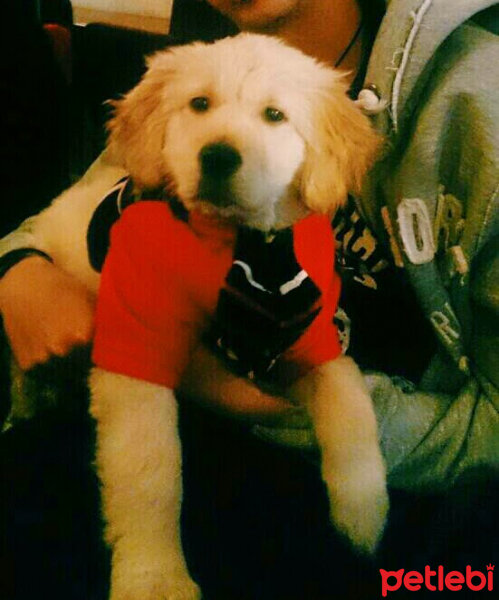 Golden Retriever, Köpek  Çakıl fotoğrafı