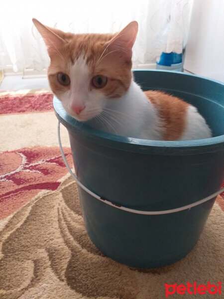 Tekir Kedi, Kedi  Çakır fotoğrafı