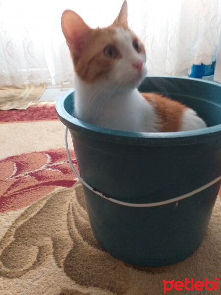 Tekir Kedi, Kedi  Çakır fotoğrafı