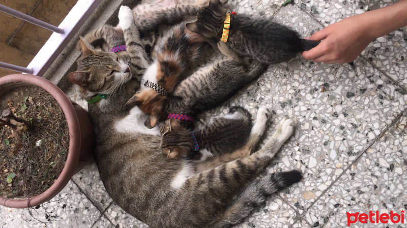 Tekir Kedi, Kedi  Uzay fotoğrafı