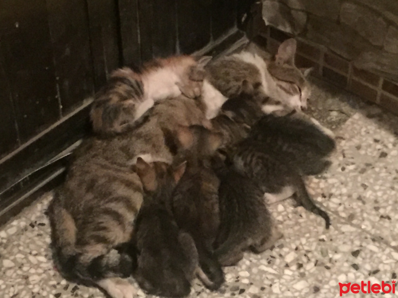 Tekir Kedi, Kedi  Uzay fotoğrafı