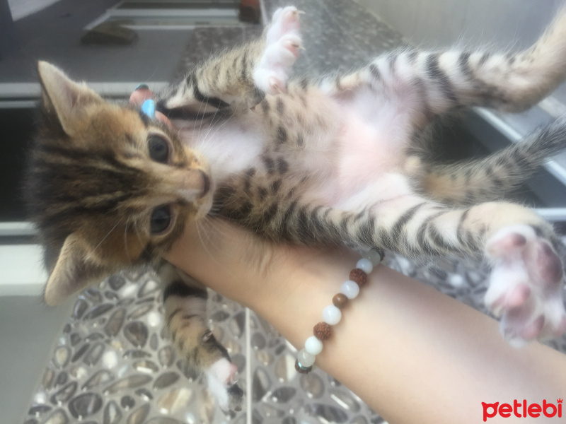 Tekir Kedi, Kedi  Uzay fotoğrafı