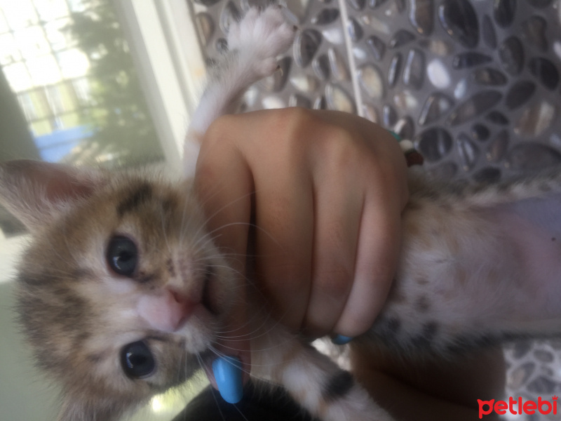 Tekir Kedi, Kedi  Uzay fotoğrafı