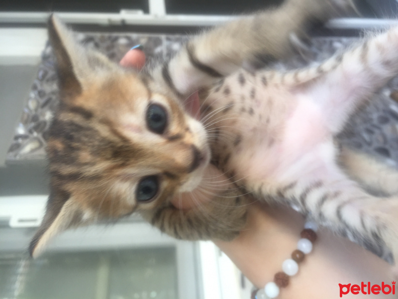 Tekir Kedi, Kedi  Uzay fotoğrafı
