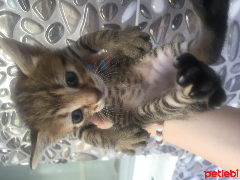Tekir Kedi, Kedi  Uzay fotoğrafı