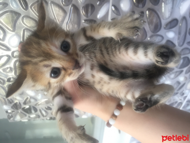 Tekir Kedi, Kedi  Uzay fotoğrafı