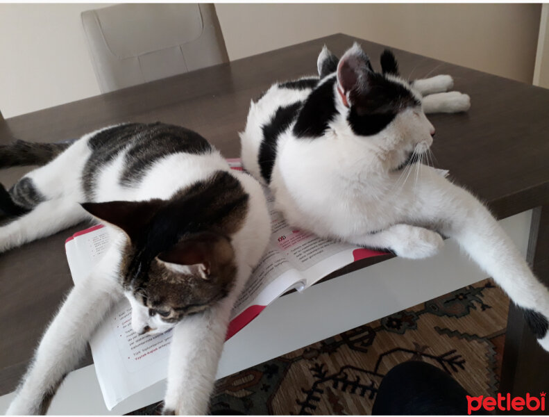 Tekir Kedi, Kedi  Pamuk fotoğrafı