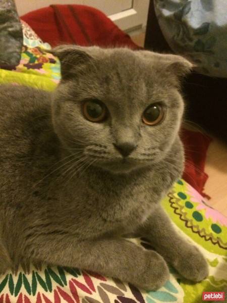 Scottish Fold, Kedi  carla fotoğrafı