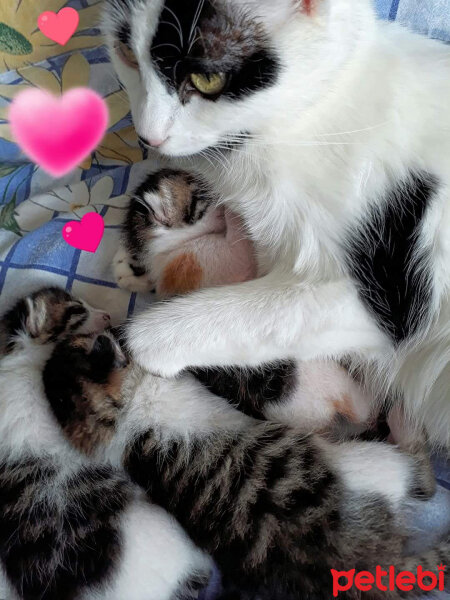 Tekir Kedi, Kedi  Pamuk fotoğrafı