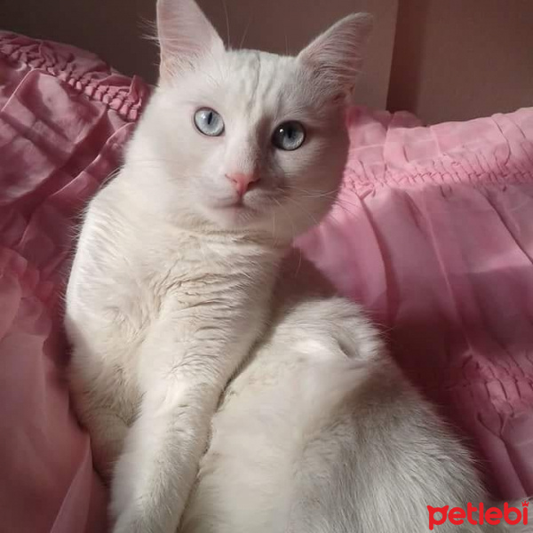 Van Kedisi, Kedi  Pamuk fotoğrafı