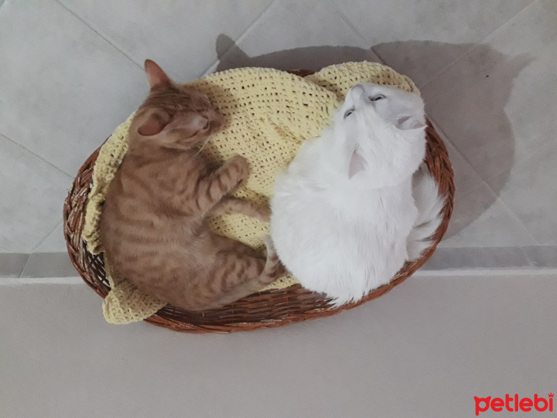 Van Kedisi, Kedi  Pamuk fotoğrafı