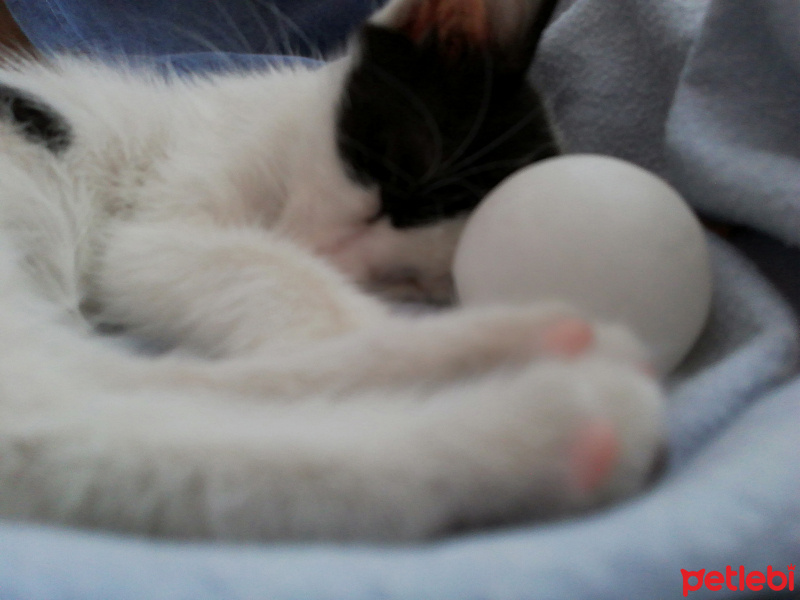 Tekir Kedi, Kedi  Sabah fotoğrafı