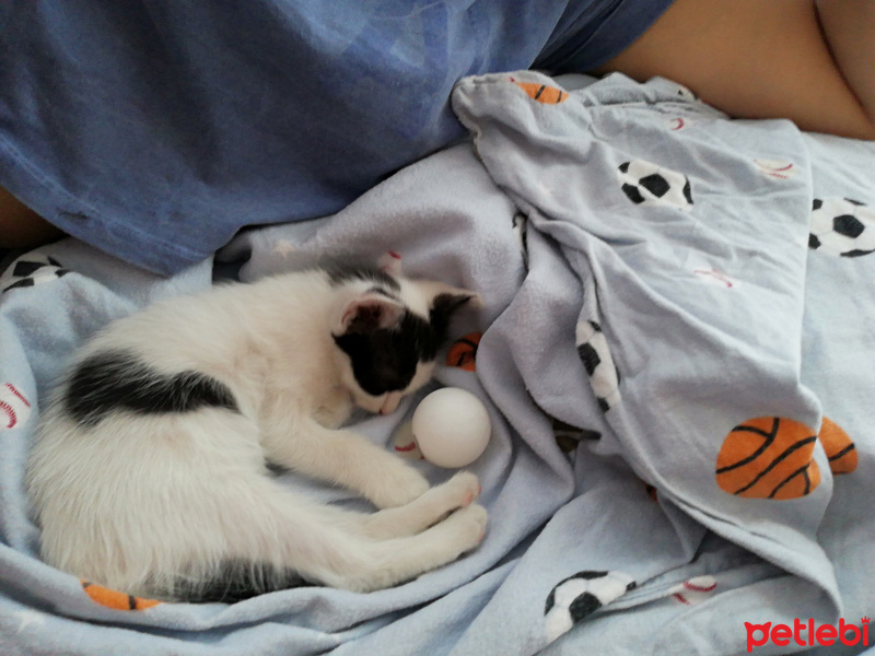 Tekir Kedi, Kedi  Sabah fotoğrafı