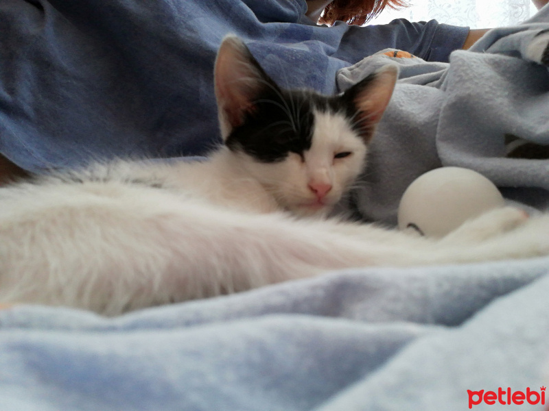 Tekir Kedi, Kedi  Sabah fotoğrafı