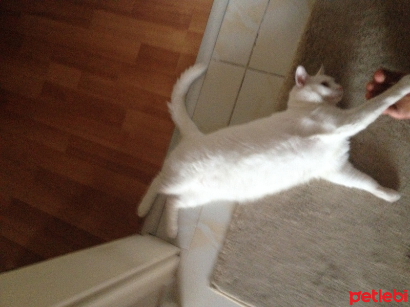 Van Kedisi, Kedi  Maya fotoğrafı