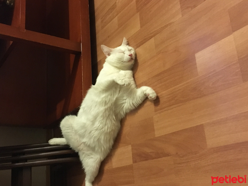 Van Kedisi, Kedi  Maya fotoğrafı