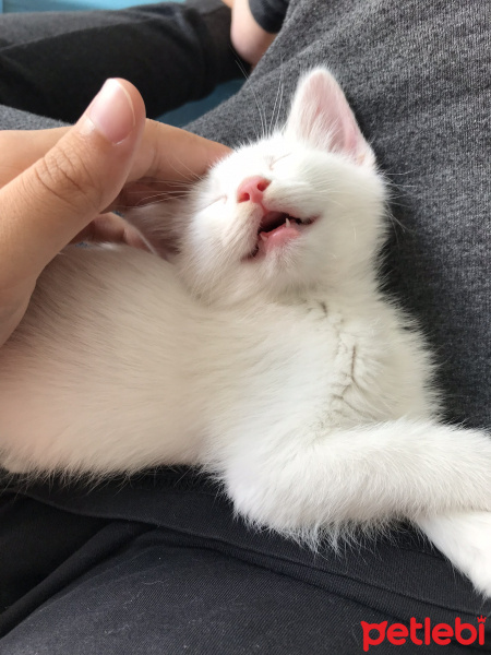 Ankara Kedisi, Kedi  Casper fotoğrafı