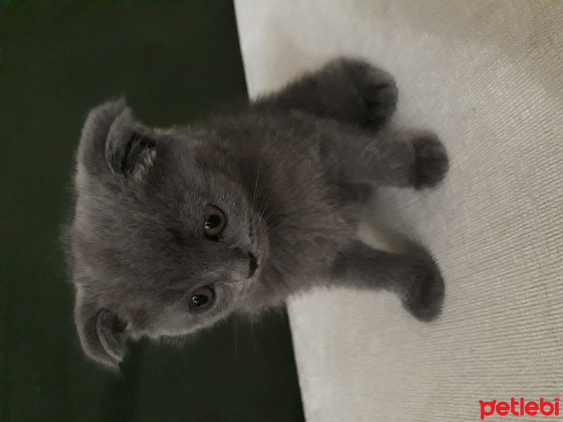 Scottish Fold, Kedi  Gümüş fotoğrafı
